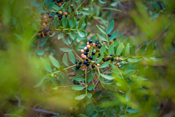 berries plant in the woods in autumn.
