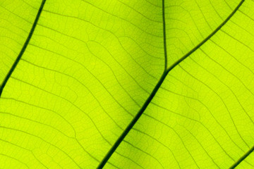 Close up on green leaf texture (background)