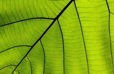 Naklejka na ściany i meble Close up on green leaf texture (background)