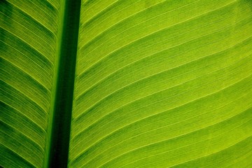 Banana leaf