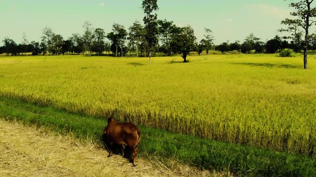 The cow walks around rice fields, harvesting and eating grass and rice.