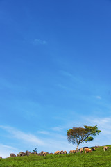 Cattle breed jersey and ostensible breeding for milk production.