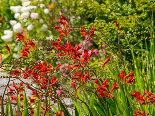 Crocosmia  'Lucifer'  (Crocosmia Masoniorum ) ou montbretia. 