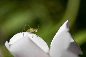 sauterelle verte sur fleur blanche