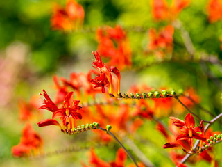 Crocosmia  'Lucifer'  (Crocosmia Masoniorum ) ou montbretia. 