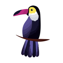 exotic toucan bird leaves tropical