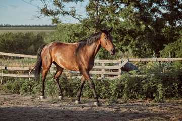 Handsome horse in the paddock. Farm. Ranch.