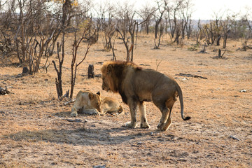 Lion et Lionesse au repos dans le bush