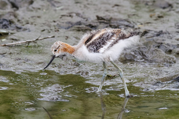 Graceful, Gentle and Beautiful. The American Avocet - Juvenile Avocet browsing a stream for food.