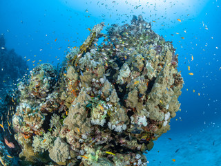 Fototapeta na wymiar Red Sea Underwater World