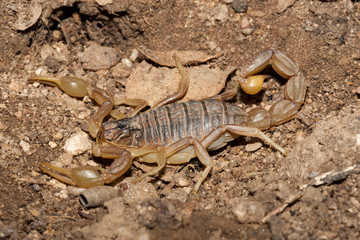 Scorpion au repos