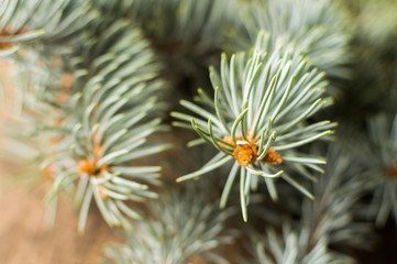 Green fir branch on the wooden table