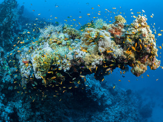 Fototapeta na wymiar Red Sea Underwater World