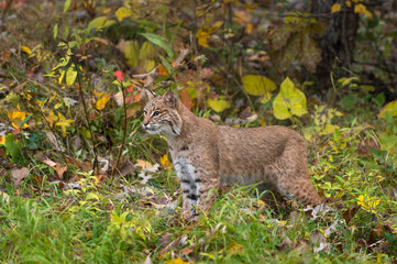 Bobcat (Lynx rufus) Stands in Autumn Grasses