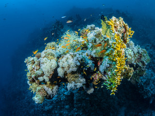 Naklejka na ściany i meble Red Sea Underwater World