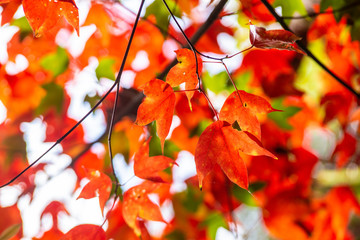Red maple leaves in the Autumn season