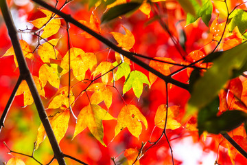 Red maple leaves in the Autumn season