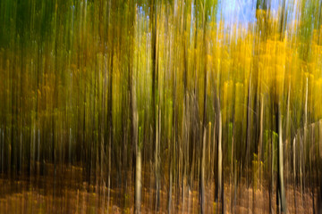 Blurred trees in the forest. Abstract background