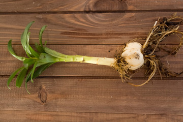 breeding lilies, lilies with lily onions and green shoots against a tree