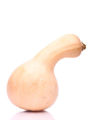 Butternut squash against white background