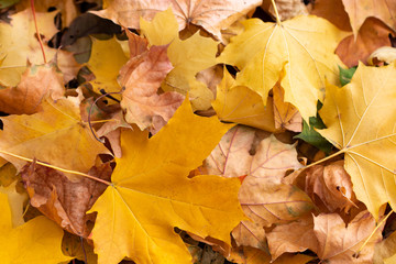 Background of colored  autumnal maple leaves in a morning