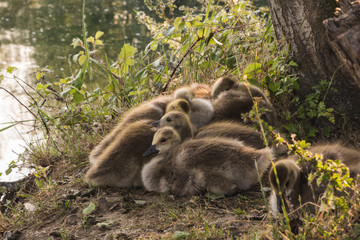 Junge Wildgänse