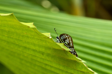 Ein Schmetterling auf einem Palmenblatt