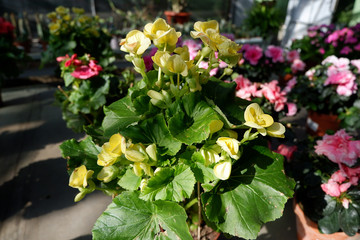 Begonia is a yellow flower in a pot. Many bright indoor flowers