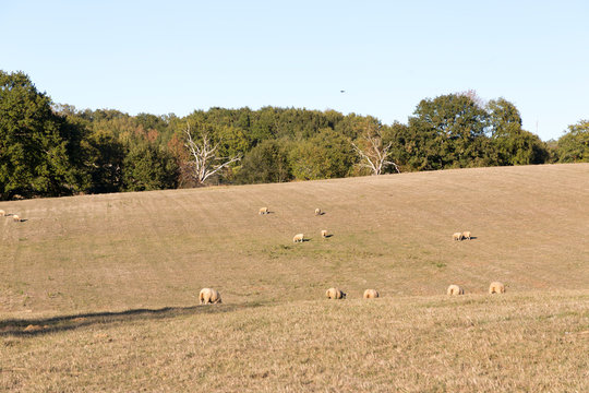 troupeau de mouton sur une prairie seche, canicule