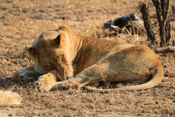 Fototapeta na wymiar Lion et Lionesse au repos dans le bush