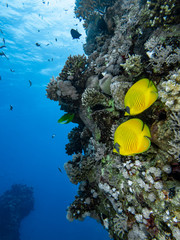 Red Sea Underwater World