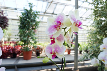Yellow pink orchid. Phalaenopsis in the nursery. Delicate flower