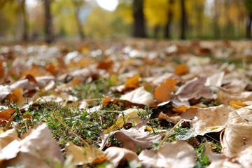 Autumn leaves closeup in the park 