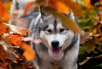 dog on an autumn walk