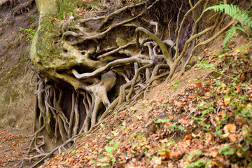 Alte Baumwurzel