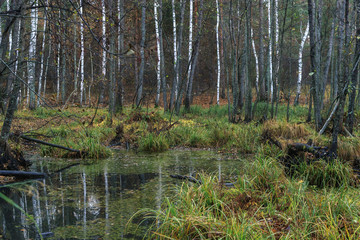 Golden autumn in the forest.