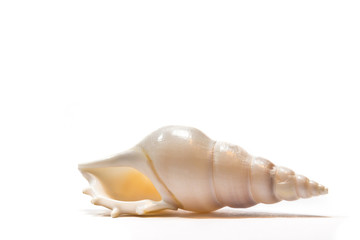 Seashell isolated on white