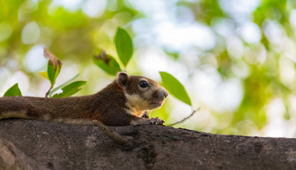 young squirrel is running on a tree