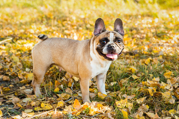 French bulldog on a autumnal nature background.