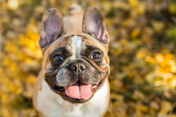 French bulldog on a autumnal nature background.