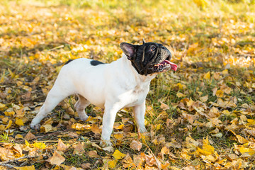 French bulldog on a autumnal nature background.