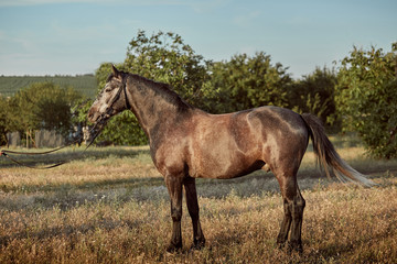 Fototapeta premium Portrait of bay horse in summer on the field