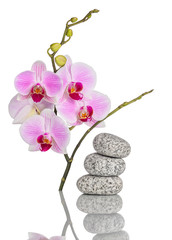 Obraz na płótnie Canvas Inflorescence of butterfly orchid and massage stones with reflection isolated on white background