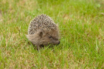 Igel im Gras 