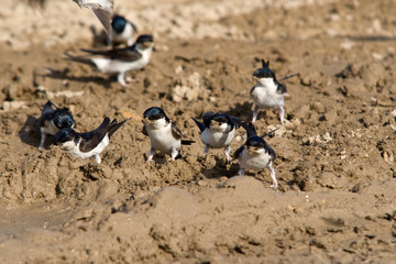 hirondelle de fenetre se ravitaillant en boue construction nid © Alexandre