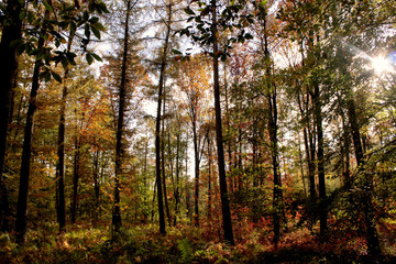 Obraz premium Herbstliche Stimmung im Wald