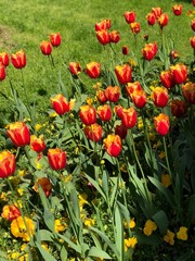 field of red tulips