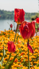 Smartphone HD wallpaper of  flower in spring on Mainau island - Bodensee - Bavaria - Germany