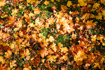 Fall yellow maple leaves on green grass in autumn park. Background.