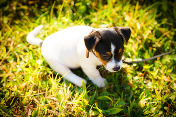 A jack russell terrier puppy is playing outside in a park on the grass